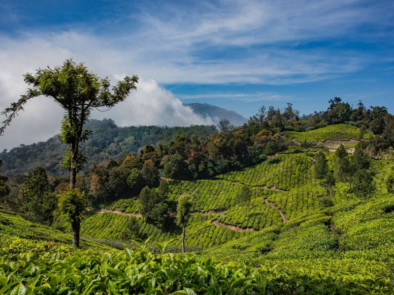 Plantations de thé Munnar Kerala sud de lInde