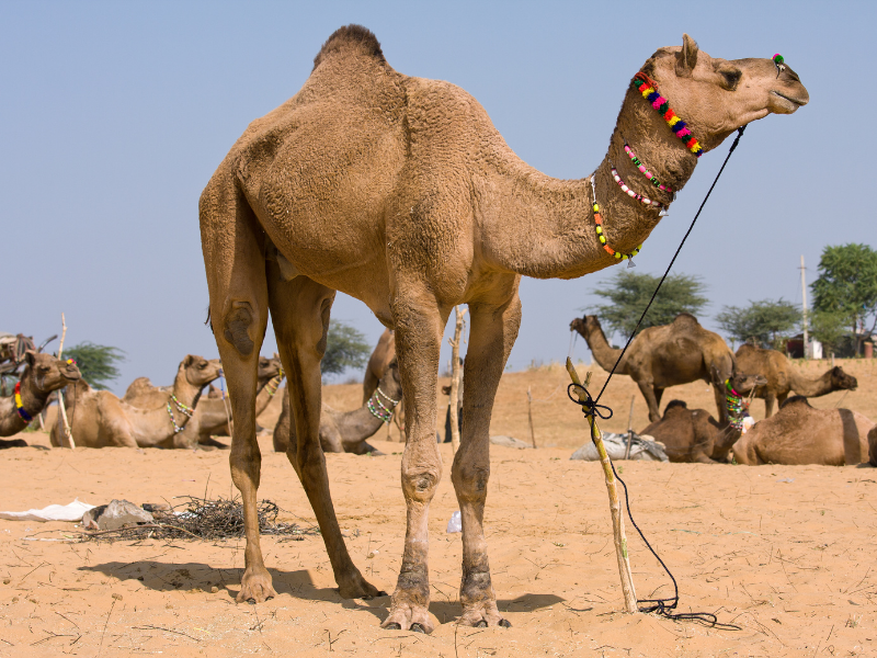 Les chameaux de Bikaner