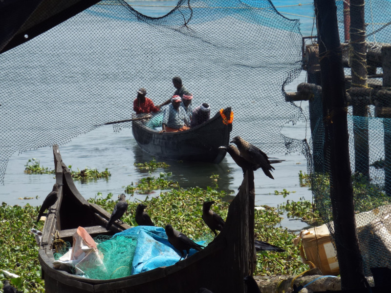 Les pêcheurs rentrent au port de Fort Cochin