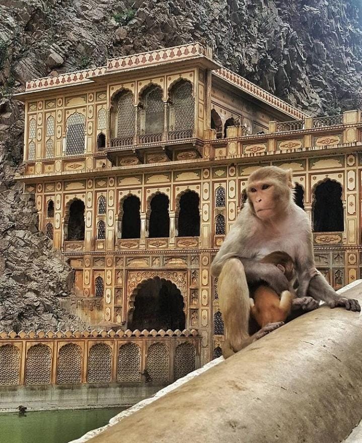 temple de Galta Ji a Jaipur avec singe au premier plan