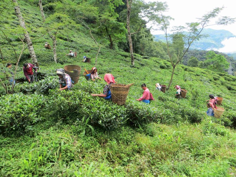 Jour 4 et 5 : Arrivée à Darjeeling et séjour en immersion dans les Plantations de thé de  Makaibari